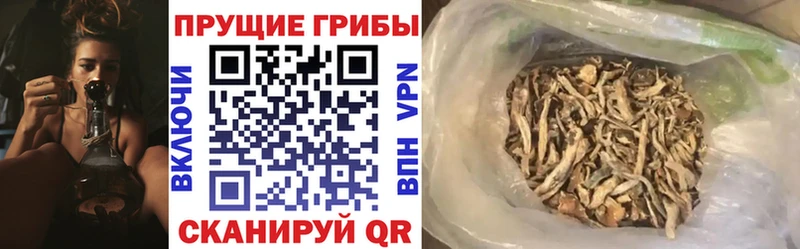 Псилоцибиновые грибы мицелий  Луга 